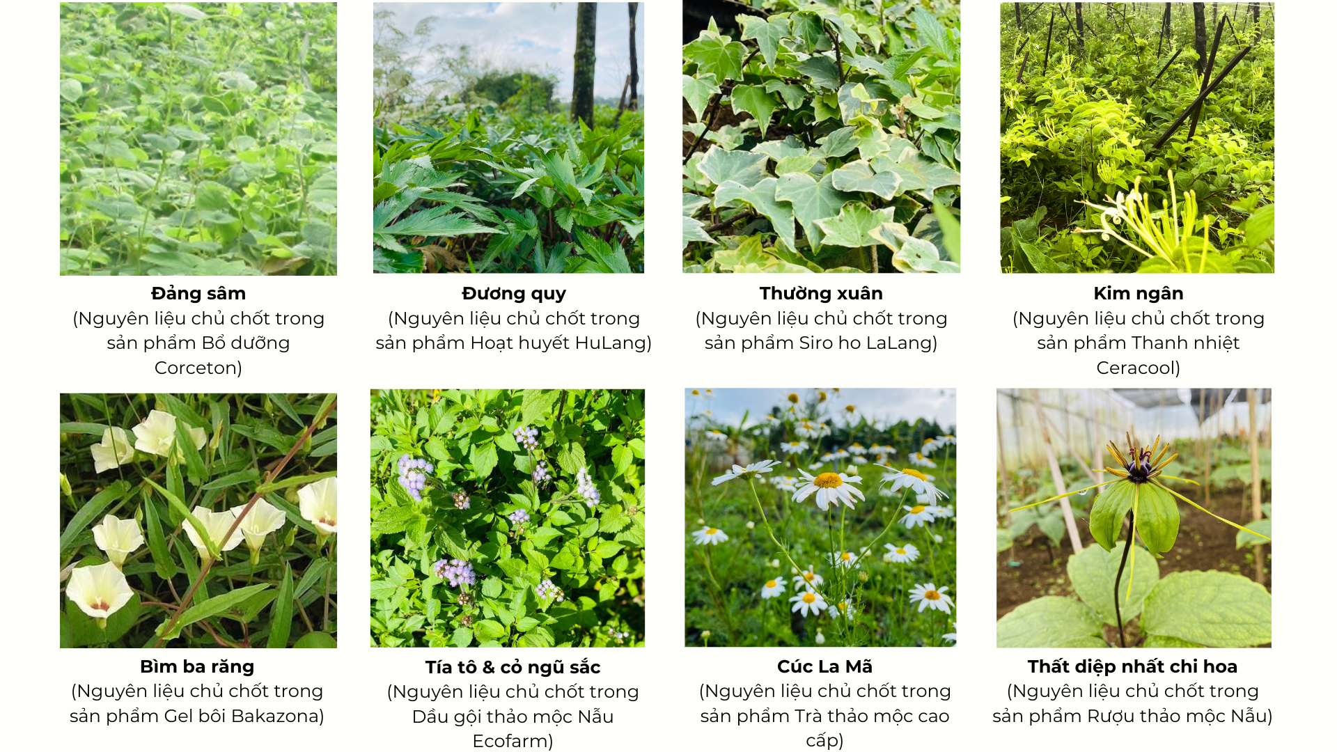 Dược liệu được trồng theo phương pháp an toàn - bền vững, ứng dụng khoa học công nghệ xây dựng mô hình nuôi trồng, chăm sóc dược liệu theo GACP-WHO